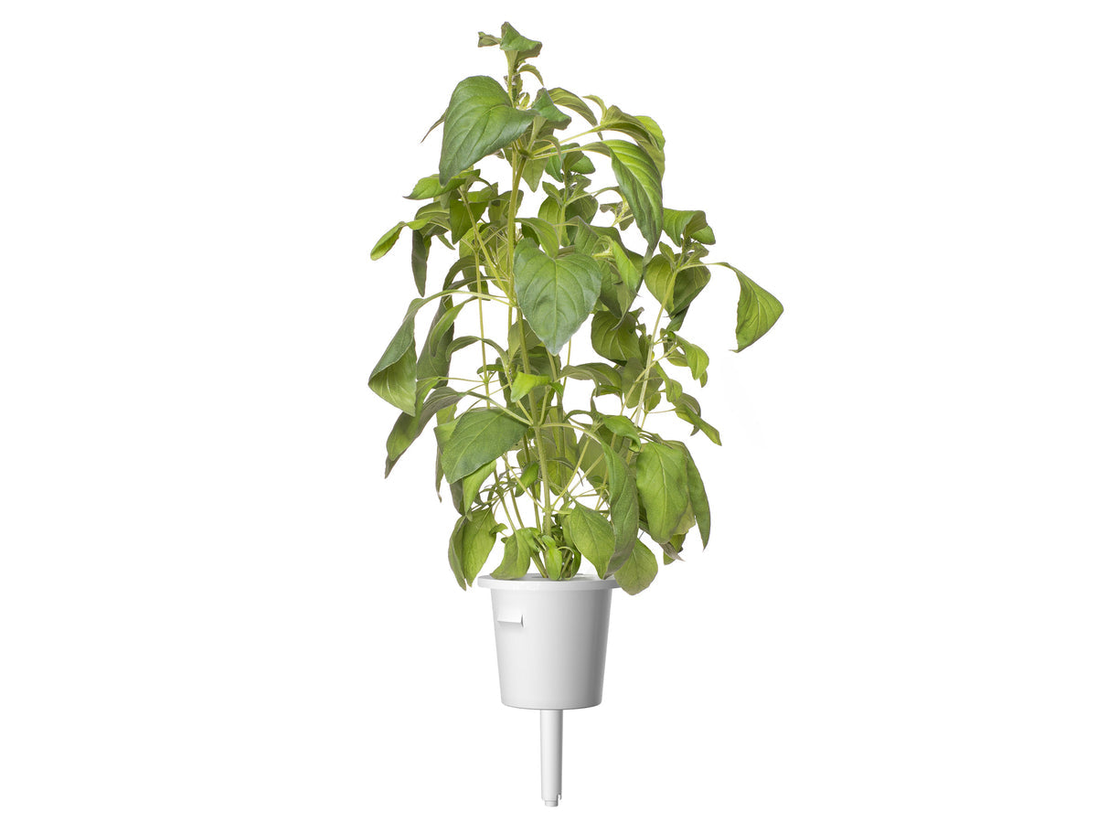 Lime Basil Grow Smart Greens