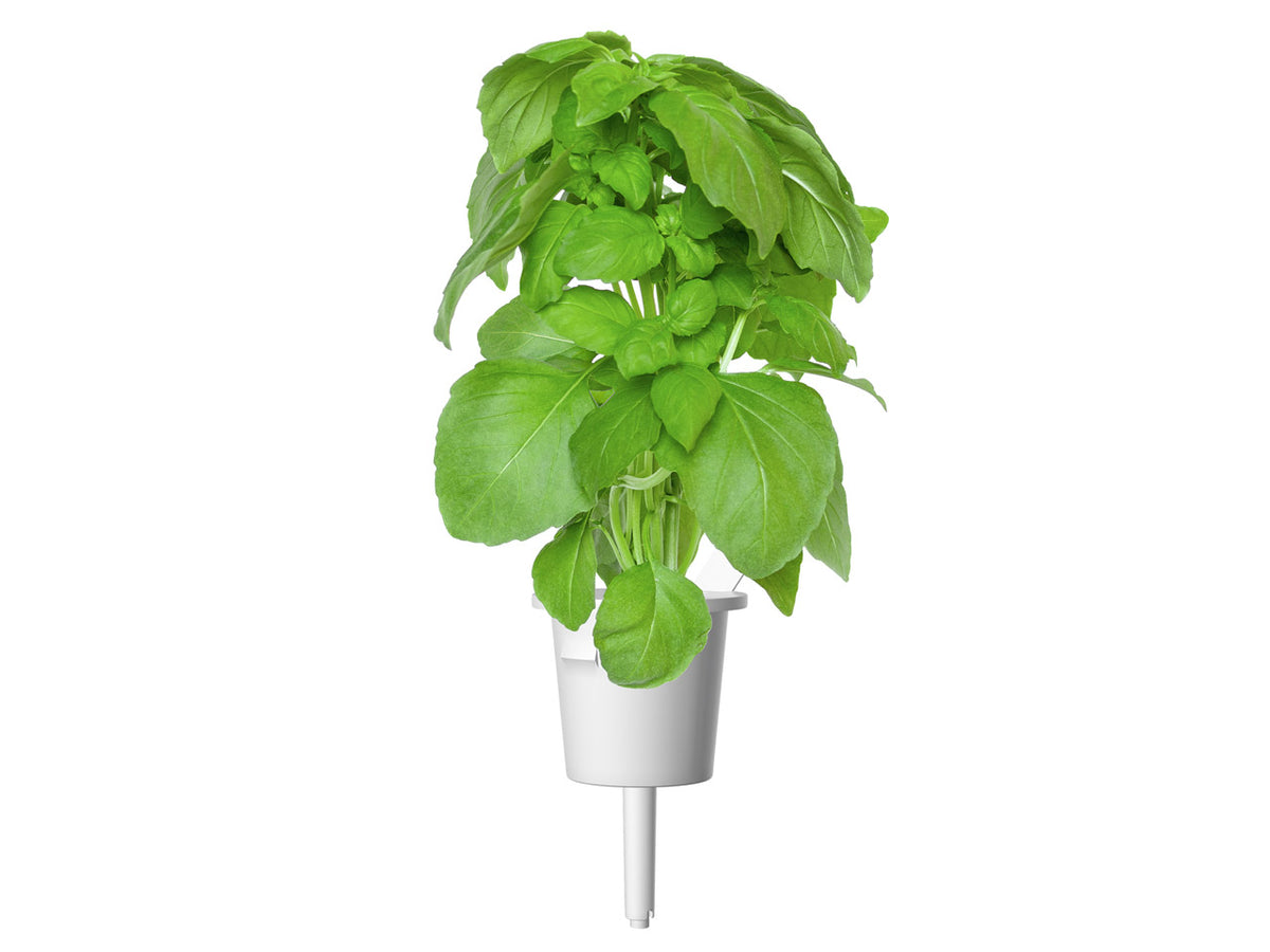 Marseille Basil Grow Smart Greens