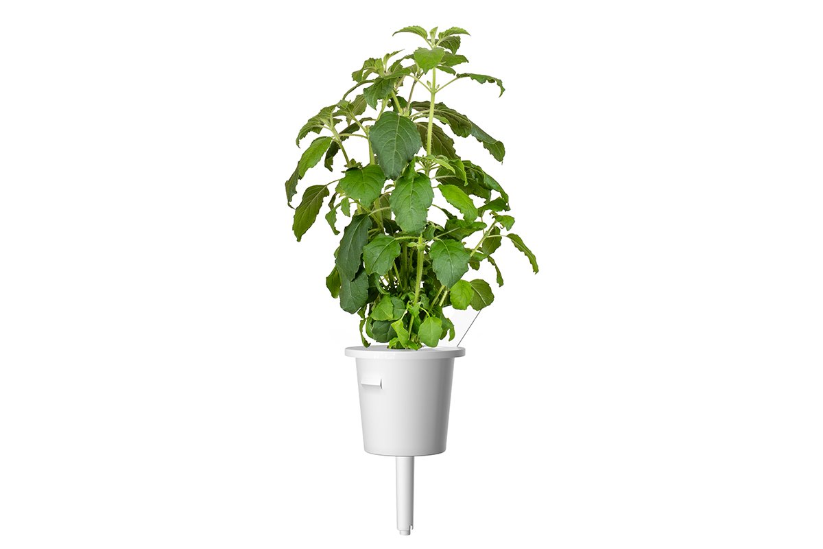 Holy Basil Grow Smart Greens